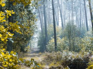 Dübener Heide (c) maxpixel