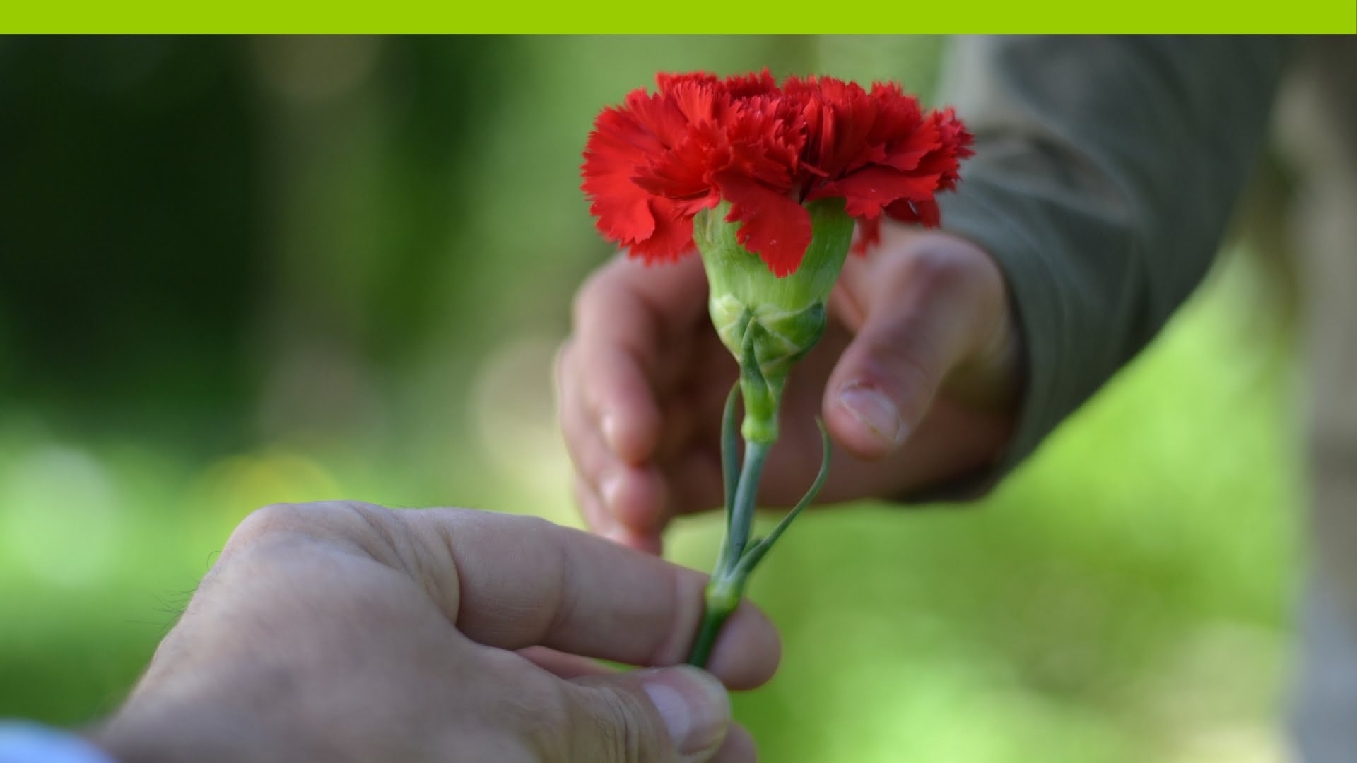 Die Hand eines Erwachsenen reicht eine rote Nelke zur hand eines Kindes.