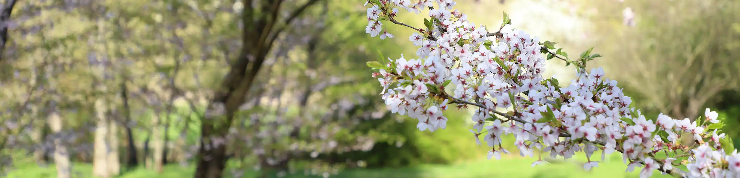 Kirschblüten im Frühling - Studie zu Kita- und Schulfördervereine