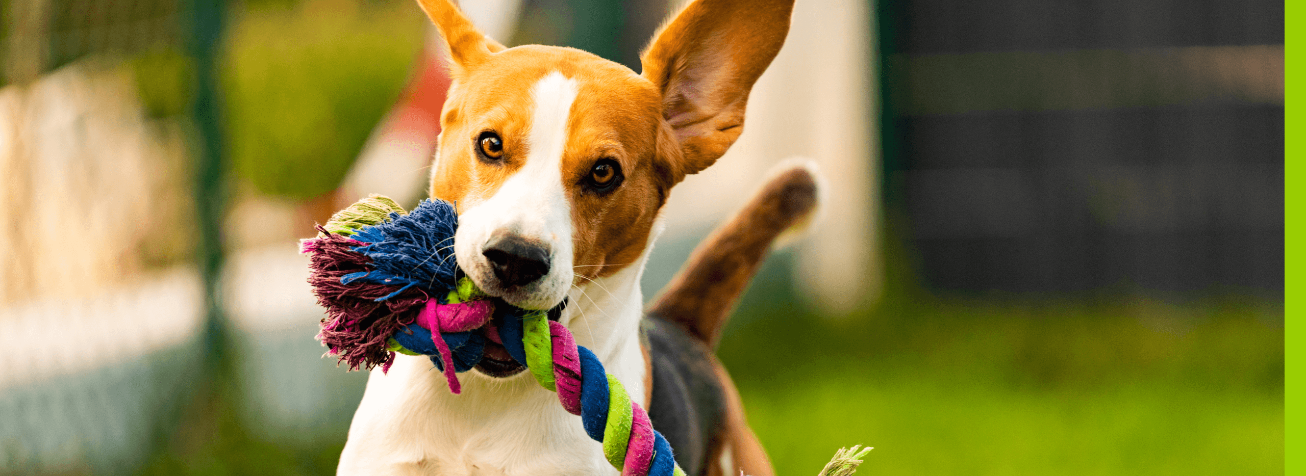 Ein Hund hat ein Spielzeug im Maul - Projekt Pfotenfirma