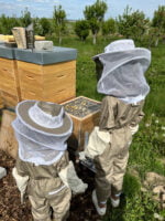 Am Bienenstock