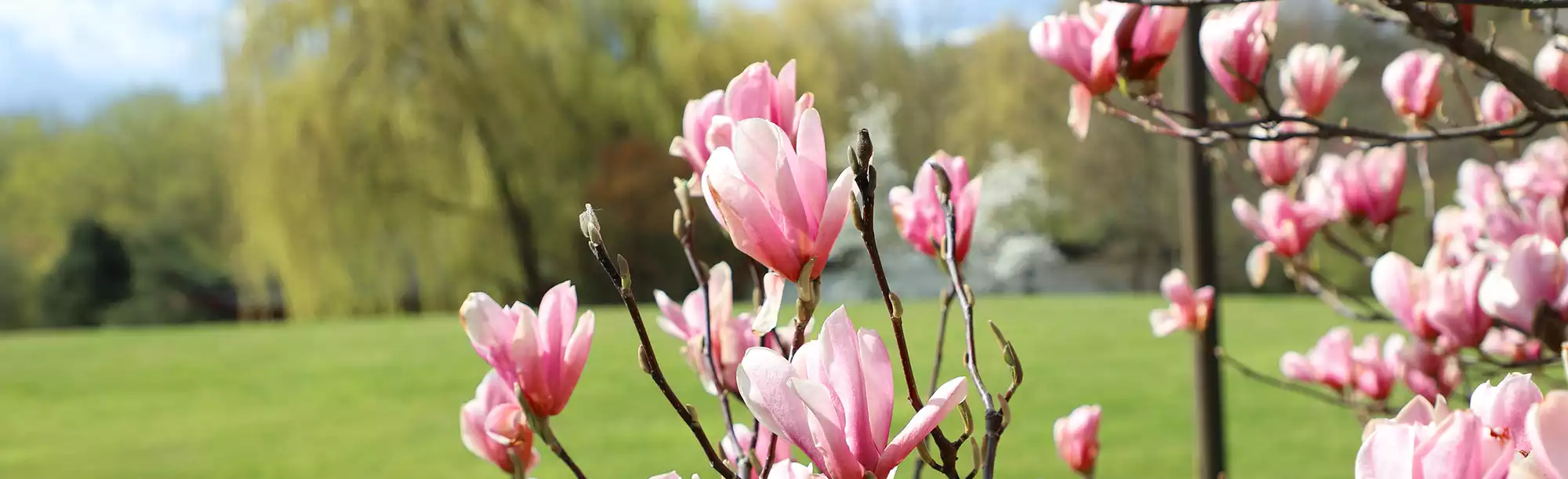 Ein Kirschbaum im Park - Kinder, wir müssen reden. Artikel zu Erbstreitigkeiten