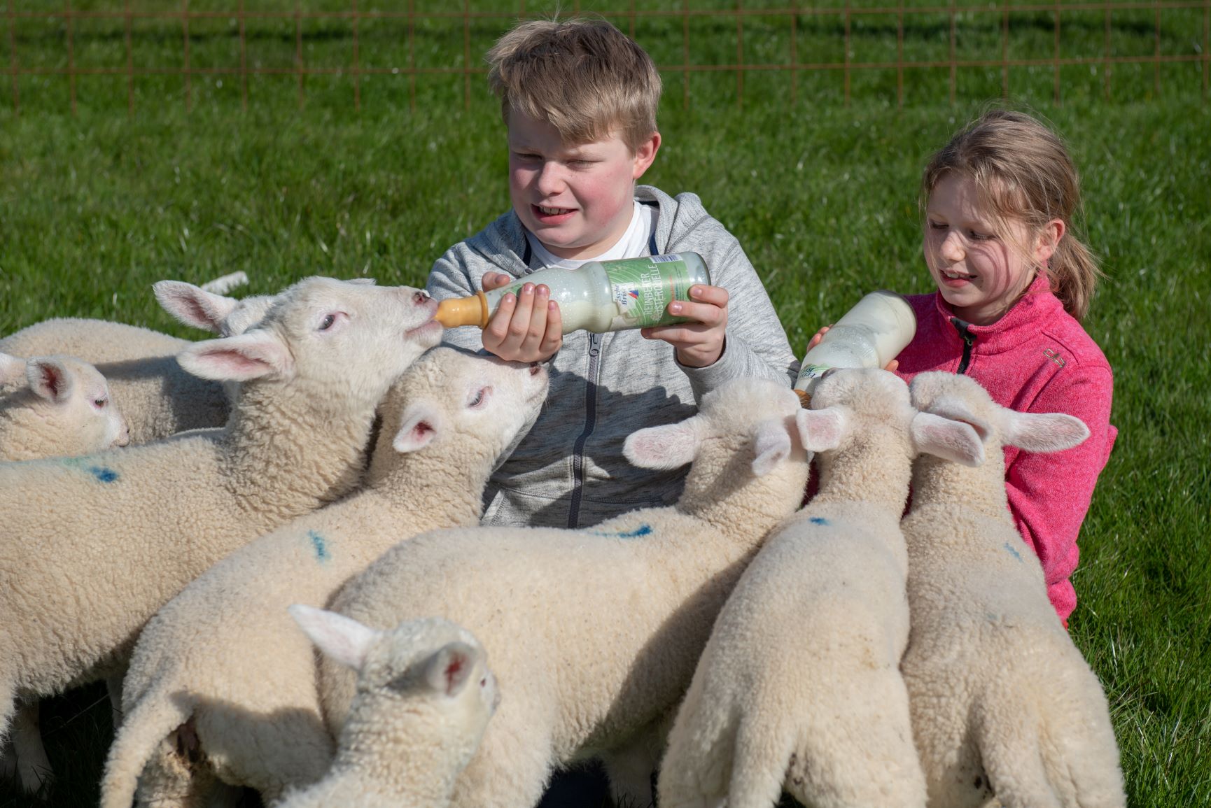 Kinder füttern Lämmer