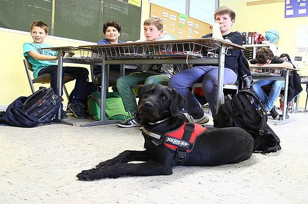 Schulhund Emma