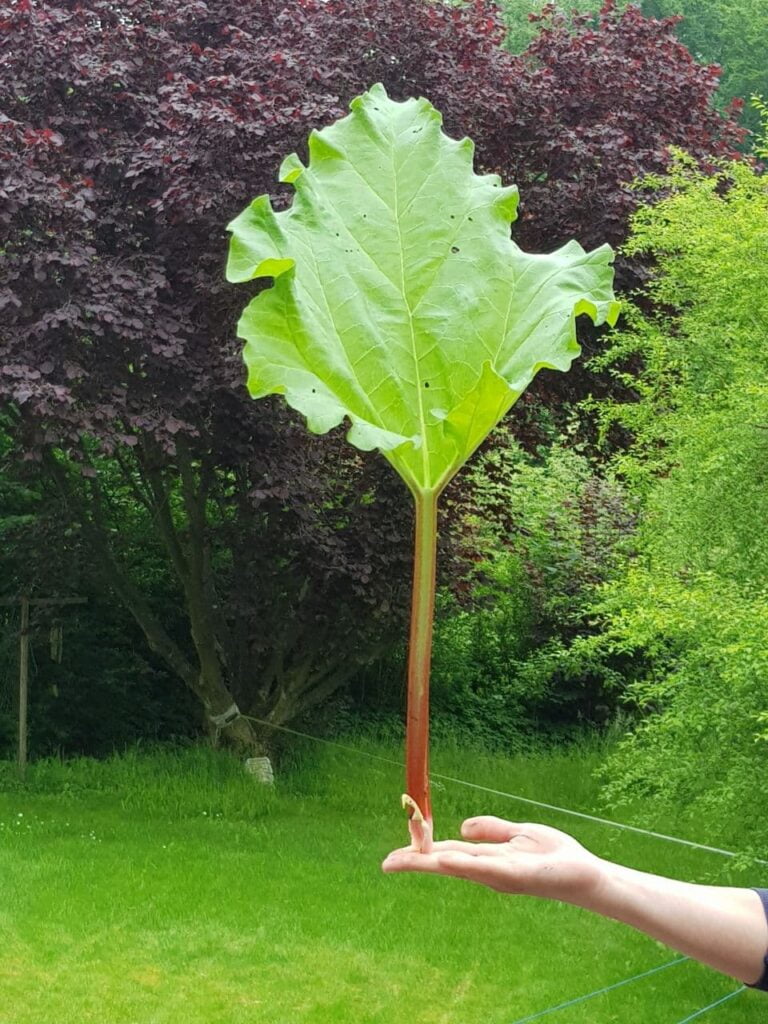 Rhababer balanciert