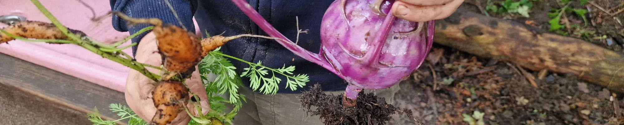 Kinderhände halten eine Möhre und eine Kohlrabi