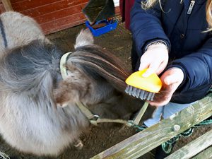 Nachhaltig: Förderpreis 2019_Ponypflege (c) Gemeinschaftsschule Fröndenberg
