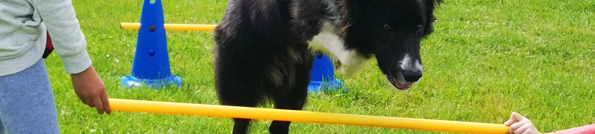 Ein Hund springt über ein Hindernis: Projekt Neue Impulse für die Nachmittagsbetreuung - Slide