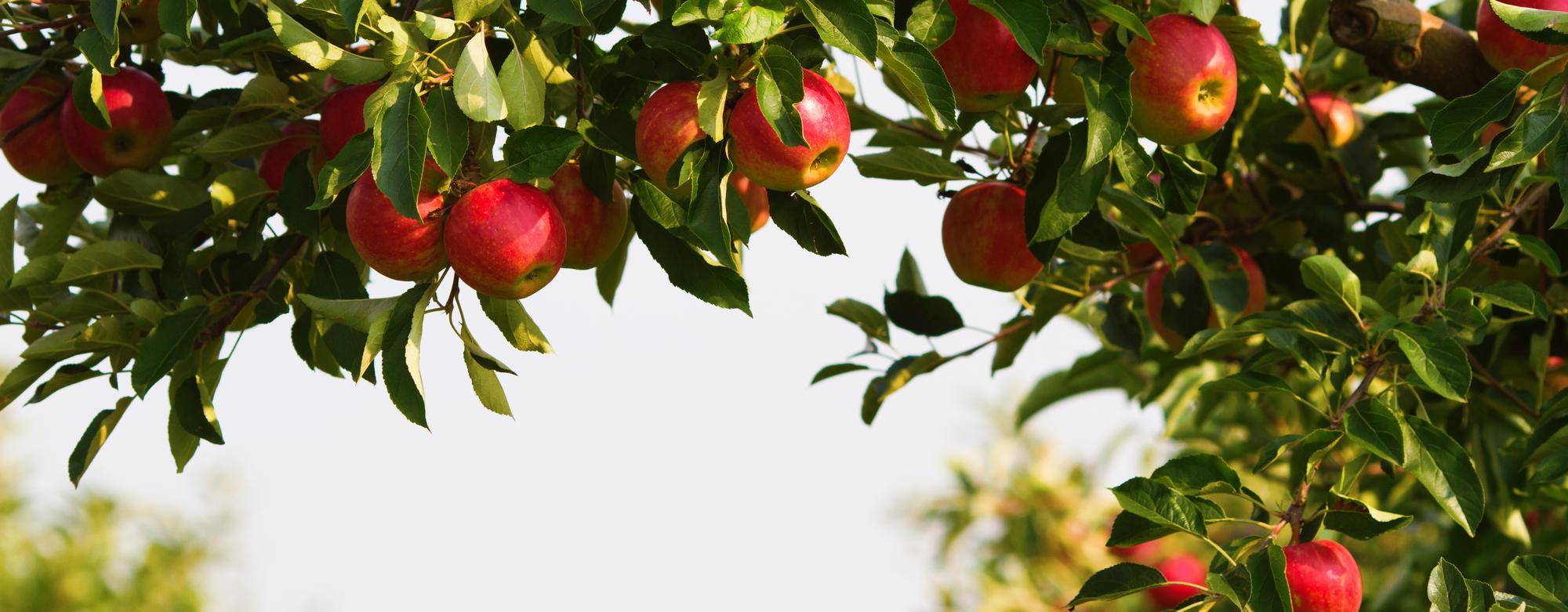 Äpfel hangen an einem Apfelbaum - Ihre Testamentsspende für die Stiftung Bildung