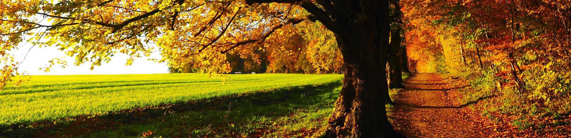 Ein Herbstweg - Interview mit einem Erbrechtsanwalt
